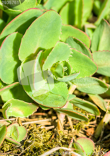 Image of Succulent plant