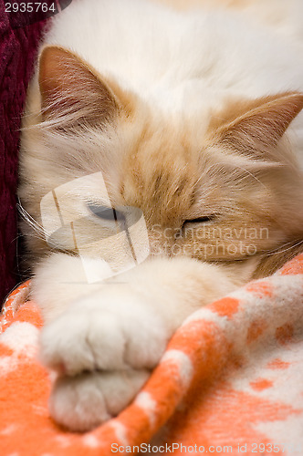 Image of Cat