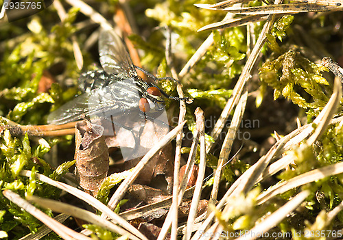 Image of Fly