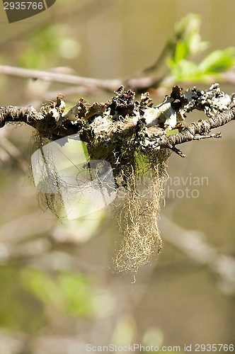 Image of Lichen