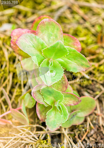 Image of Succulent plant
