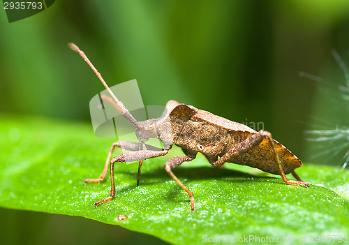 Image of Beetle
