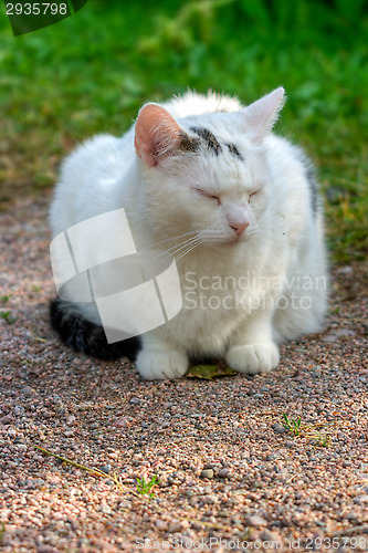 Image of Domestic cat