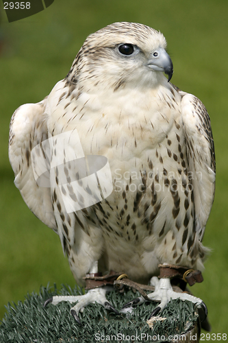 Image of Falcon