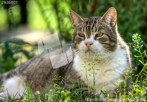 Image of Domestic cat