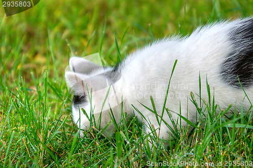 Image of Cat