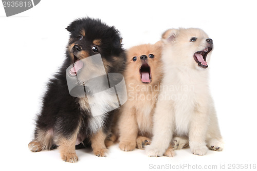 Image of Howling Singing Pomeranian Puppies on White Background