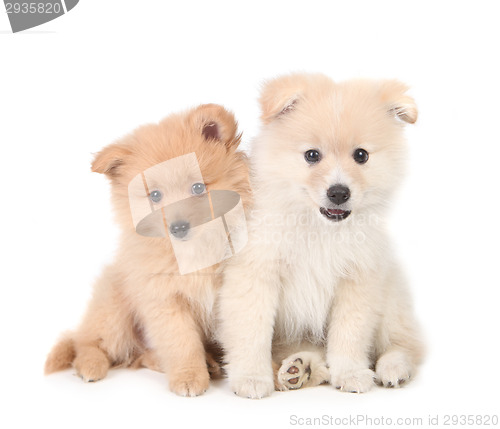 Image of Happy Pomeranian Puppies Cuddling Together on White Background