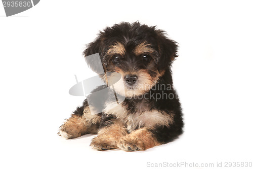 Image of Tiny Miniature Teacup Yorkie Puppy on White Background