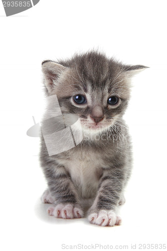 Image of Kitten on White Background