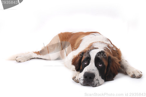 Image of Cute Saint Bernard Purebred Puppy 