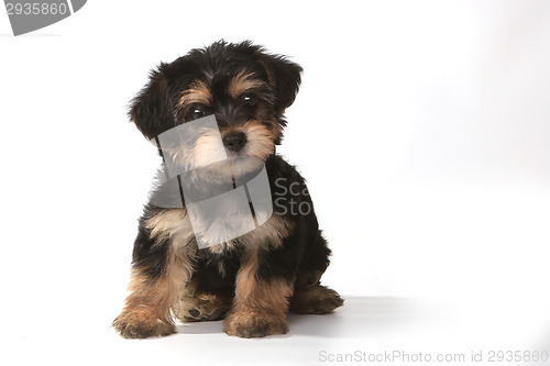 Image of Tiny Miniature Teacup Yorkie Puppy on White Background