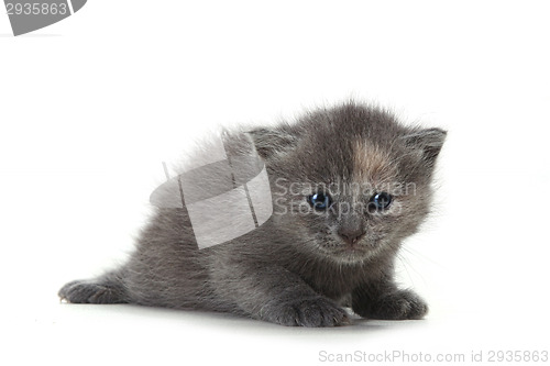 Image of Kitten on White Background