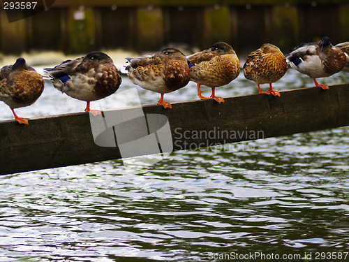 Image of ducks in a row