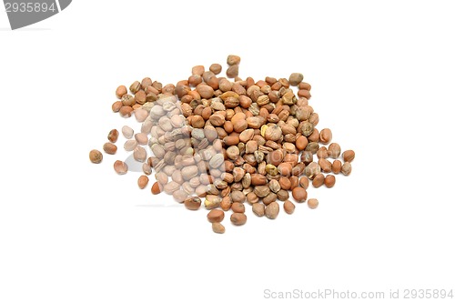 Image of Sprouting fenugreek