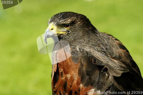 Image of Harris Hawk