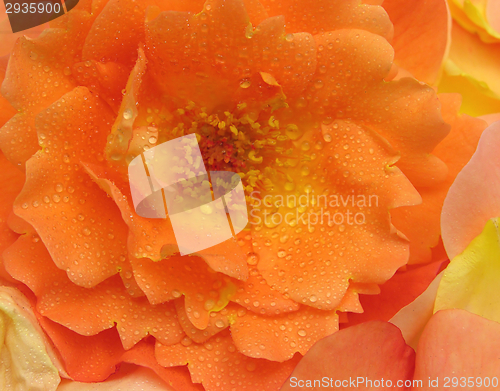 Image of Water drops on an orange rose flower 