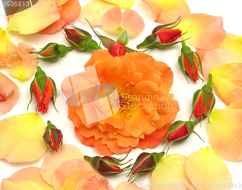 Image of Rose buds arranged as heart with petals on white