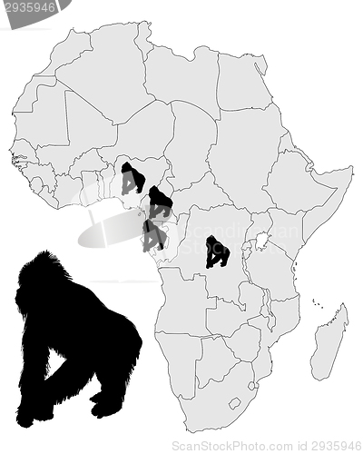 Image of Africa Gorilla range