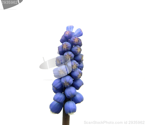 Image of One single ablooming grape hyacinth on white