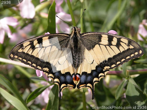 Image of butterfly