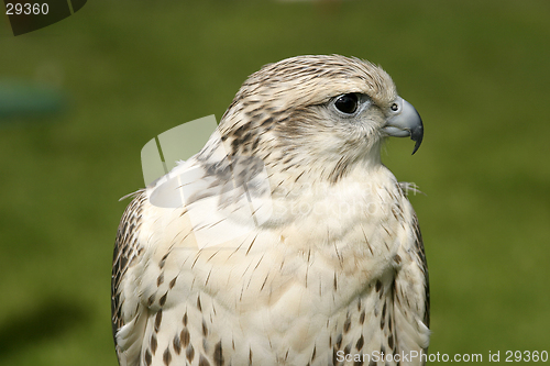 Image of Falcon