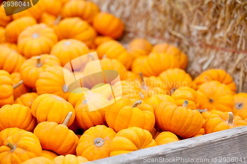 Image of pile of pumpkins