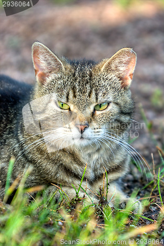 Image of Domestic cat