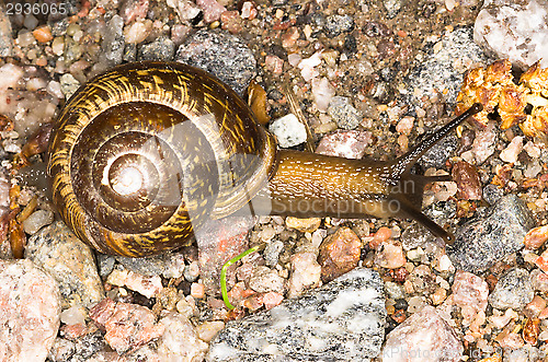 Image of Arianta arbustorum