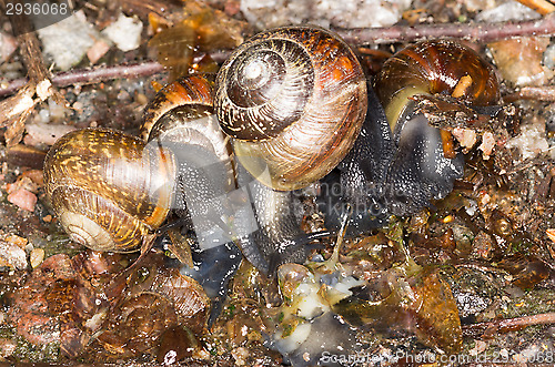 Image of Arianta arbustorum