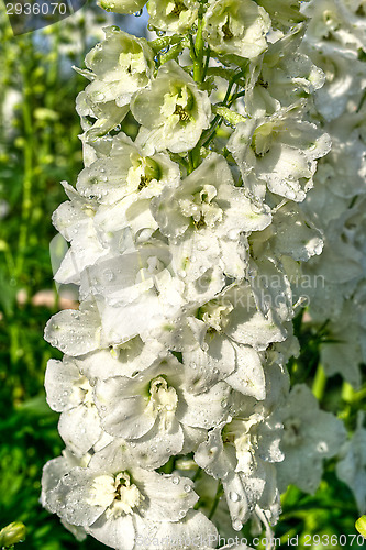 Image of Larkspur