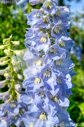 Image of Larkspur