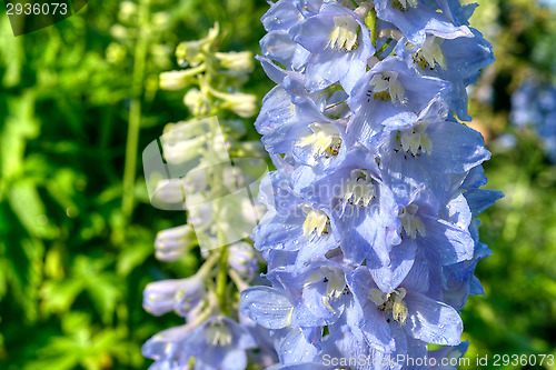 Image of Larkspur