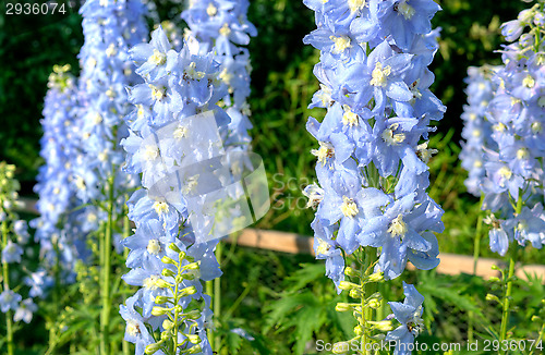 Image of Blossoms