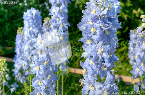 Image of Larkspur