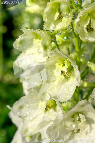 Image of Flowers