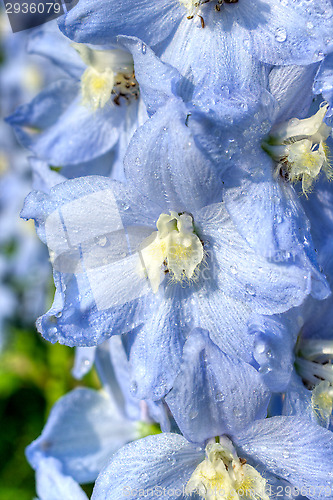 Image of Larkspur