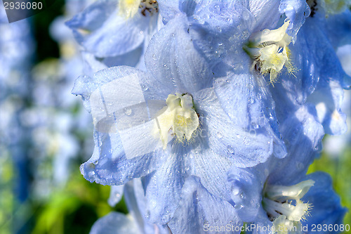 Image of Larkspur