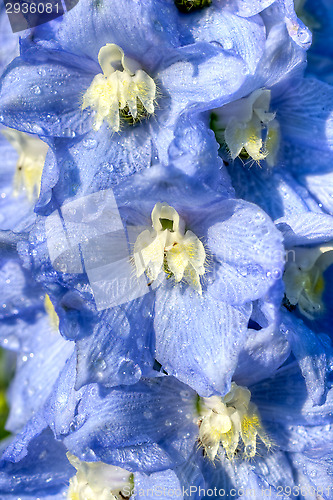 Image of Blossoms