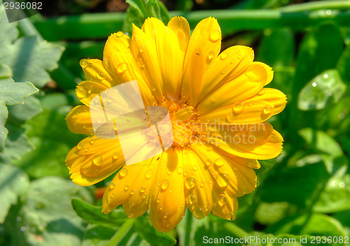 Image of Flower