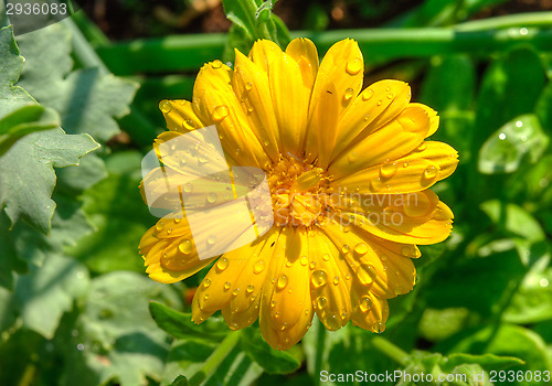 Image of Yellow flower