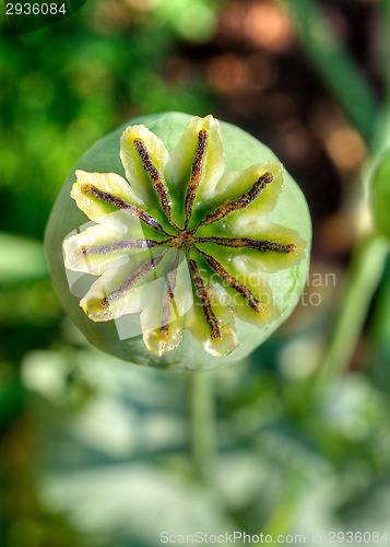 Image of Flower