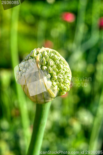 Image of Flower