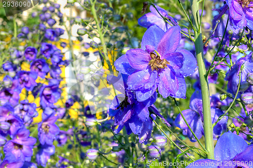 Image of Flowers