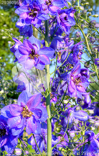 Image of Blossoms