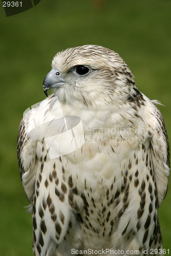 Image of Falcon