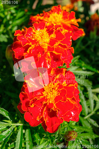 Image of Marigold