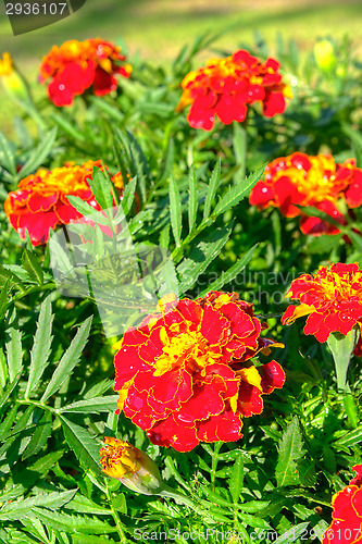 Image of Marigold