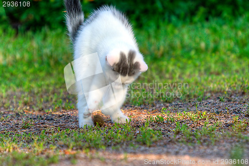 Image of Kitten
