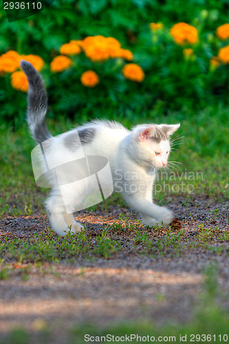 Image of Kitten